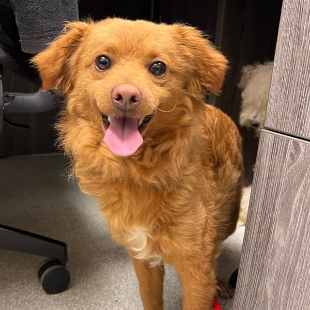 adoptable Dog in Alameda, CA named ROCKET