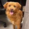 adoptable Dog in alameda, CA named ROCKET