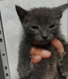 adoptable Cat in alameda, CA named SPOUT
