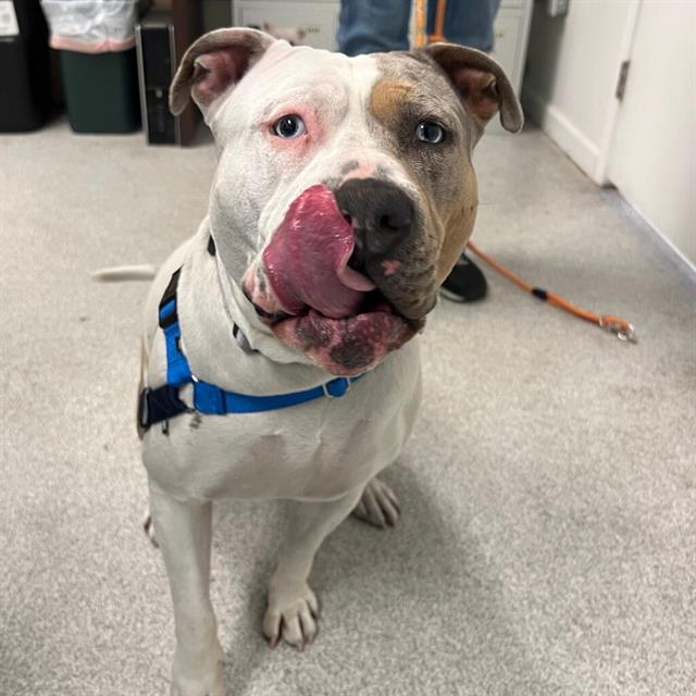 adoptable Dog in Alameda, CA named SHELLSEA