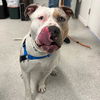 adoptable Dog in alameda, CA named SHELLSEA