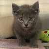 adoptable Cat in  named FIRECRACKER