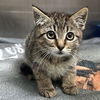 adoptable Cat in  named SPARKLER
