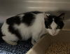 adoptable Cat in  named GEALACH