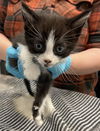adoptable Cat in  named TIGER
