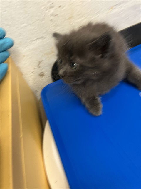 adoptable Cat in Alameda, CA named GRANOLA