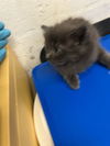 adoptable Cat in  named GRANOLA