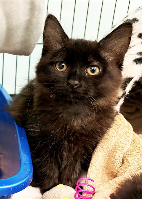 adoptable Cat in Alameda, CA named BELLA