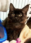 adoptable Cat in  named BELLA