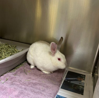 CREAM - Shorthaired Rabbit available for adoption