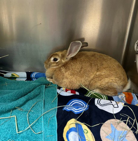 SANDY - Shorthaired Rabbit available for adoption