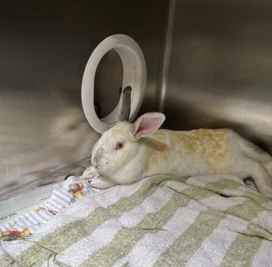 SUGAR - Shorthaired Rabbit available for adoption