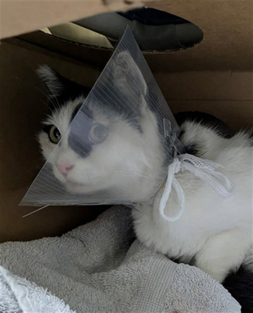 DOTTIE - Domestic Short Hair available for adoption
