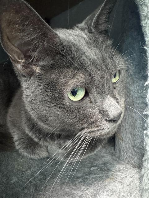 JAX