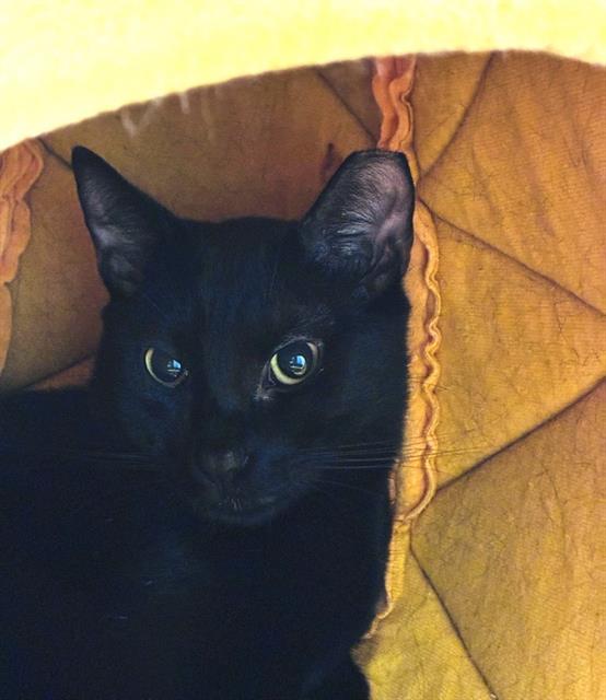 FIGARO
