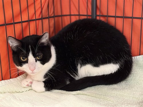 picture of the cat needing adoption