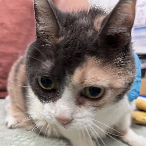 picture of the cat needing adoption