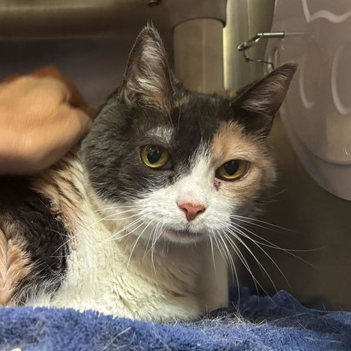SWEET PEA, an adoptable Domestic Short Hair in Alameda, CA