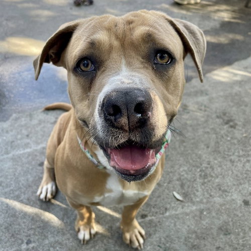 PENNY - Mastiff for adoption in Oakland