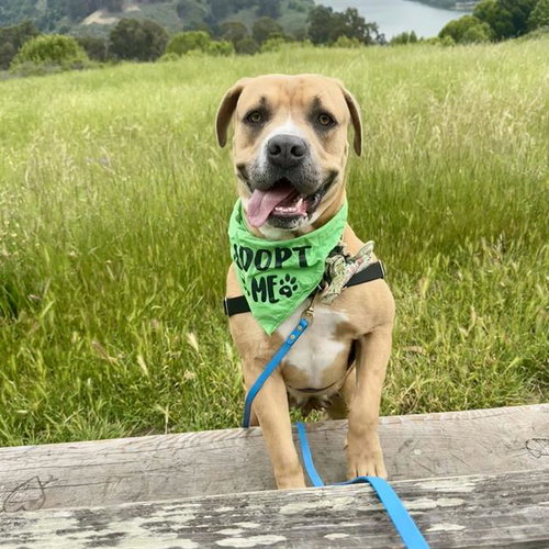 PENNY - Mastiff for adoption in Oakland