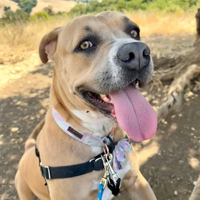 Penny - Mastiff