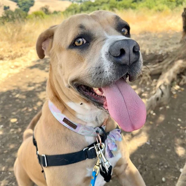 Penny