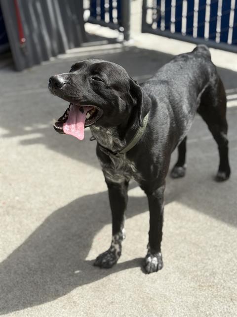 BRADY, an adoptable Australian Cattle Dog in Alameda, CA