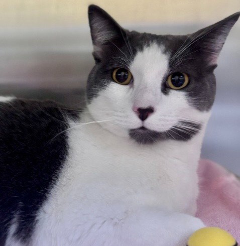GEORGE, an adoptable Domestic Short Hair in Alameda, CA