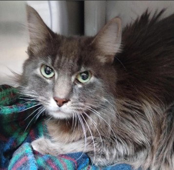 SMOKEY, an adoptable Domestic Short Hair in Alameda, CA