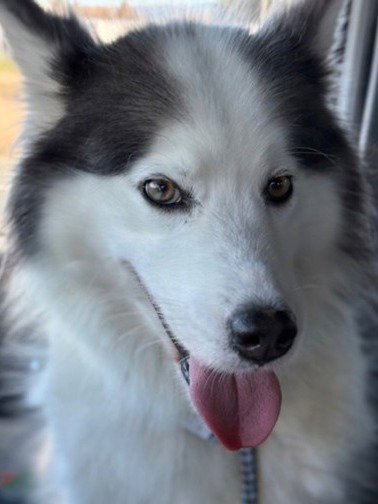 SIREN, an adoptable Siberian Husky in Alameda, CA