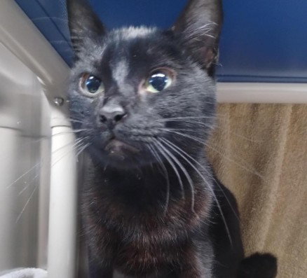 FELINA, an adoptable Domestic Short Hair in Alameda, CA