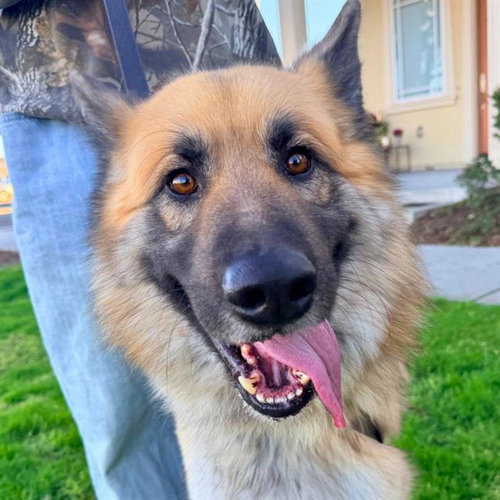 TEDDY, an adoptable German Shepherd Dog in Alameda, CA