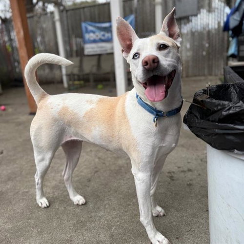 DAISY, an adoptable Husky in Alameda, CA