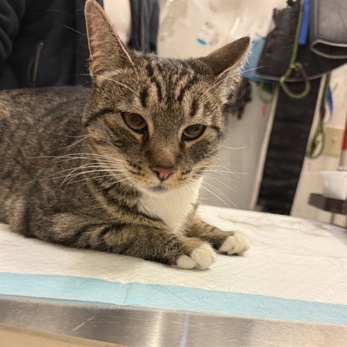 picture of the cat needing adoption