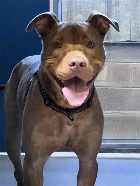 picture of the dog needing adoption