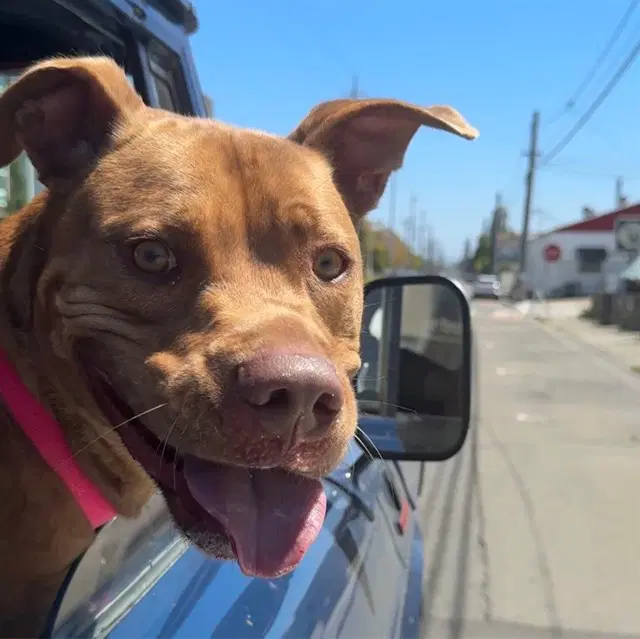 Sandman - Pit Bull Terrier