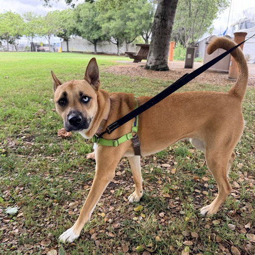 picture of the dog needing adoption