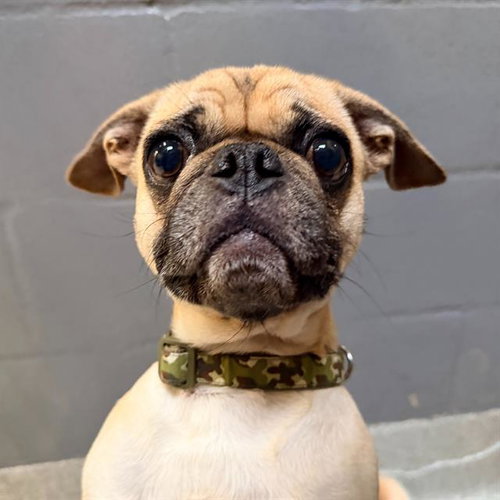 picture of the dog needing adoption