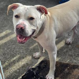 picture of the dog needing adoption