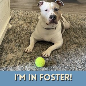 SHELLSEA, an adoptable Staffordshire Bull Terrier in Alameda, CA