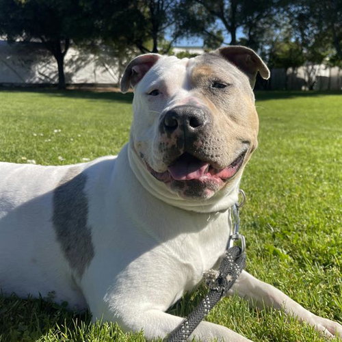 SHELLSEA, an adoptable Staffordshire Bull Terrier in Alameda, CA
