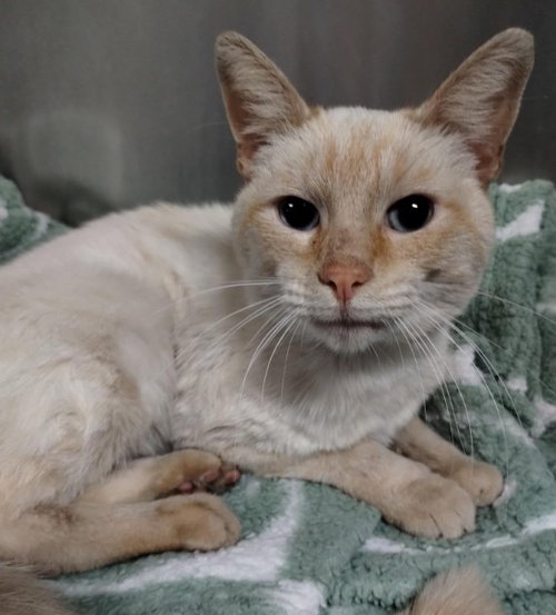 picture of the cat needing adoption