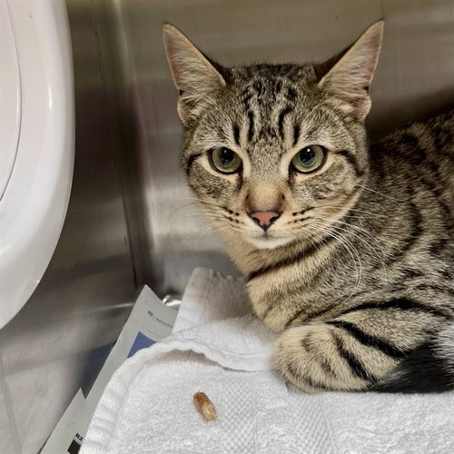 picture of the cat needing adoption