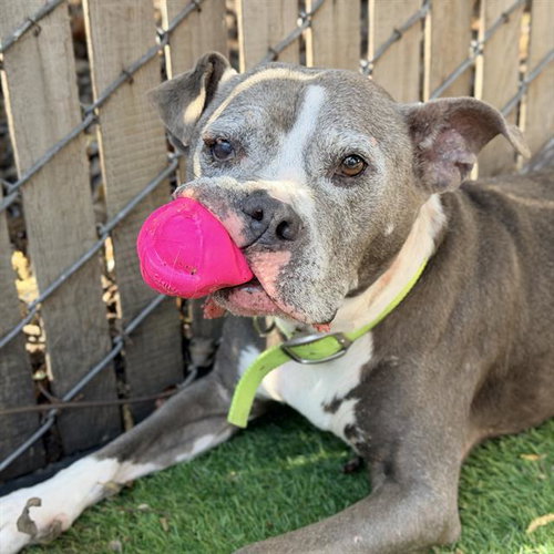 picture of the dog needing adoption