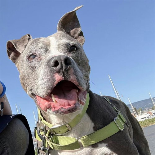 KONA, an adoptable Staffordshire Bull Terrier in Alameda, CA