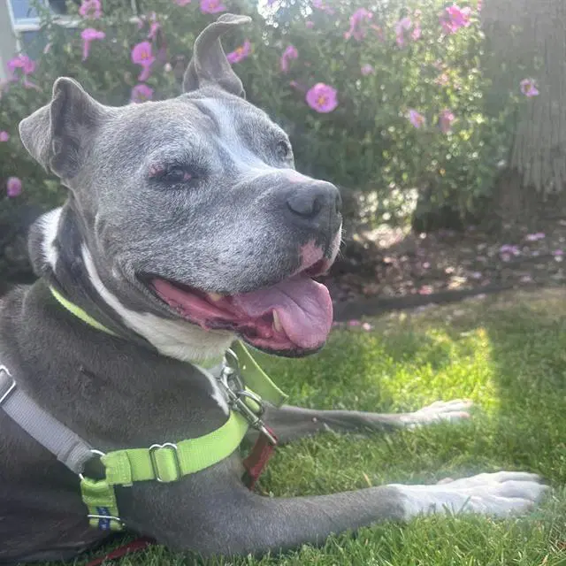 Kona - Staffordshire Bull Terrier