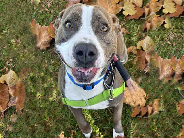 Samantha - Pit Bull Terrier