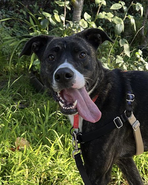 picture of the dog needing adoption