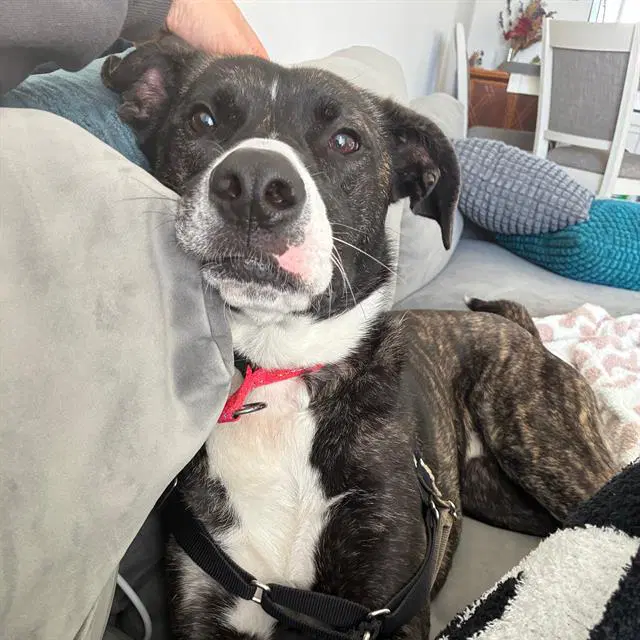 Spudz - Pit Bull Terrier