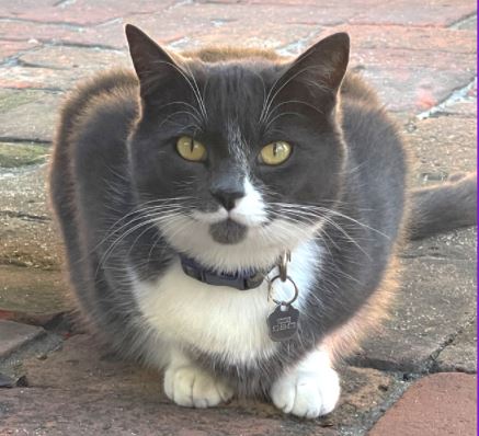 picture of the cat needing adoption